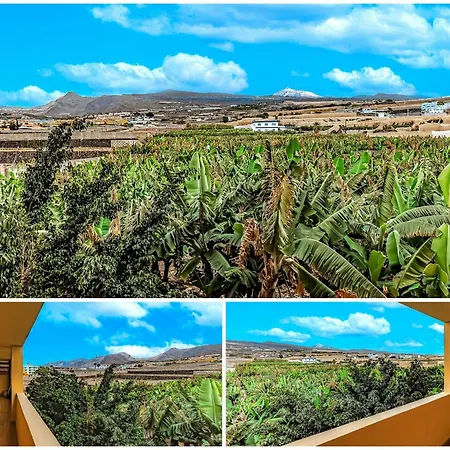 Sunflower Sea And Teide View